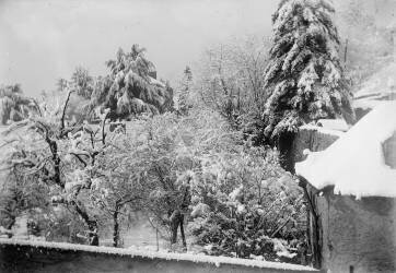 [Sapins enneigés] (anonymous) - Muzeo.com