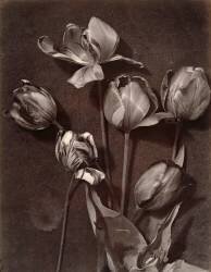 Tulipes (Charles Aubry) - Muzeo.com