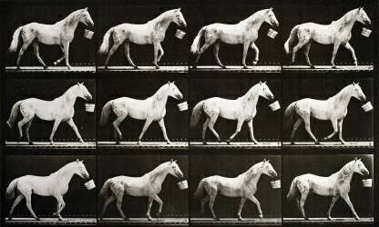 Animal Locomotion : Horse walking with a bucket (Eadweard Muybridge) - Muzeo.com