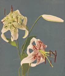 Lilies (Ogawa Kazumasa) - Muzeo.com