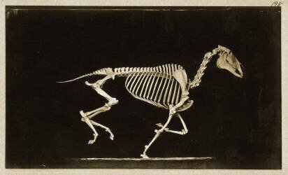 Skeleton of a running horse (Eadweard Muybridge) - Muzeo.com