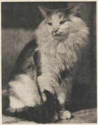 The Cat (Frank Eugene) - Muzeo.com