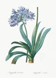 Agapanthus umbrellatus (Pierre Joseph Redouté) - Muzeo.com