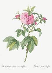 Agatha prolifère rose (Pierre Joseph Redouté) - Muzeo.com