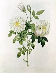 Aime Vibere (Pierre Joseph Redouté) - Muzeo.com