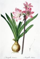 Amaryllis Belladonna (Pierre Joseph Redouté) - Muzeo.com