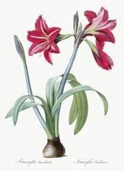 Amaryllis Brasiliensis (Pierre Joseph Redouté) - Muzeo.com