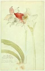 Amaryllis: Lilio-Narcissus (Georg Dionysius Ehret) - Muzeo.com