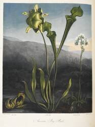 American bog plants (Robert John Thornton) - Muzeo.com