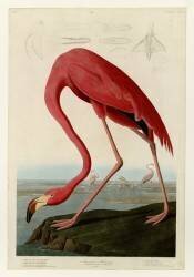 American Flamingo (John James Audubon) - Muzeo.com