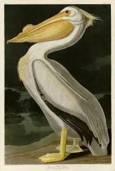 American white pelican (John James Audubon) - Muzeo.com