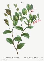 Andromeda (Pierre Joseph Redouté) - Muzeo.com