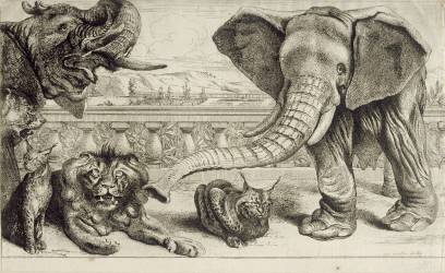 Animaux divers (Pieter Boel) - Muzeo.com