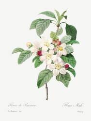 Apple Blossom (Pierre Joseph Redouté) - Muzeo.com