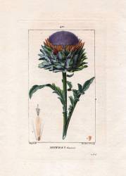 Arichaut (Pierre Jean Francois Turpin) - Muzeo.com