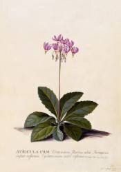 Aricula ursi (Georg Dionysius Ehret) - Muzeo.com