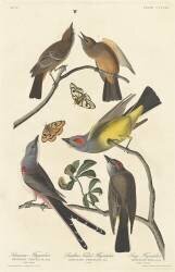 Arkansaw Flycatcher (John James Audubon) - Muzeo.com