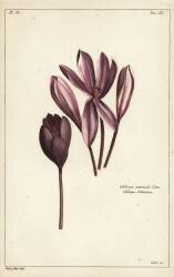 Autumn crocus (Dupin) - Muzeo.com
