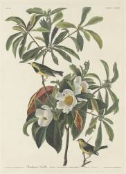Bachman's Warbler (John James Audubon) - Muzeo.com