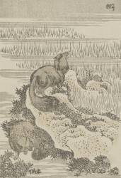 Badger (Hokusai) - Muzeo.com