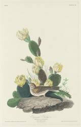 Bay-winged Bunting (John James Audubon) - Muzeo.com