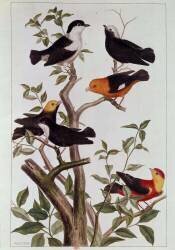 Birds on branches (Pierre-Joseph Buchoz) - Muzeo.com