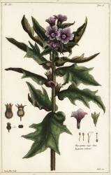 Black henbane (Dupin) - Muzeo.com