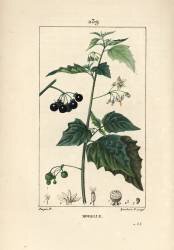 Black nightshade (Pierre Jean Francois Turpin) - Muzeo.com