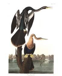 Black-bellied Darter (John James Audubon) - Muzeo.com
