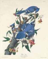 Blue Jay (John James Audubon) - Muzeo.com