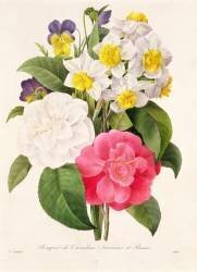 Bouquet of Camellias (Pierre Joseph Redouté) - Muzeo.com