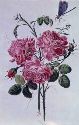 Bouquet of peonies (Pierre-Joseph Buchoz) - Muzeo.com