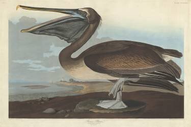 Brown Pelican (John James Audubon) - Muzeo.com