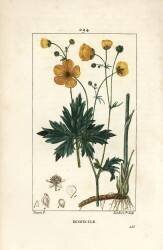 Buttercup - Upright crowfoot (Pierre Jean Francois Turpin) - Muzeo.com