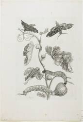 Butterflies (Maria Sibylla Graff Merian) - Muzeo.com