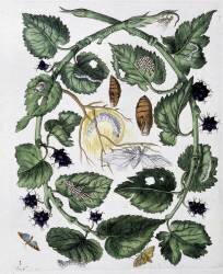 Butterflies and chrysalis (Maria Sibylla Graff Merian) - Muzeo.com
