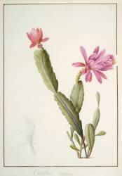 Cactus Speciosus (Pierre Joseph Redouté) - Muzeo.com