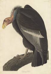 Californian Vulture (John James Audubon) - Muzeo.com