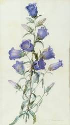 Campanula (Pierre Joseph Redouté) - Muzeo.com