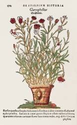 Carnation (anonymous) - Muzeo.com