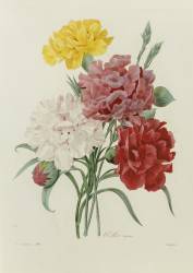 Carnations (Pierre Joseph Redouté) - Muzeo.com