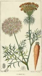 Carotte (Pierre Jean Francois Turpin) - Muzeo.com