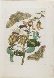 Caterpillars (Maria Sibylla Graff Merian) - Muzeo.com