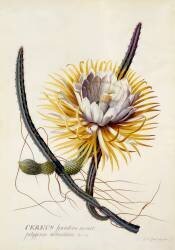 Cereus (Georg Dionysius Ehret) - Muzeo.com