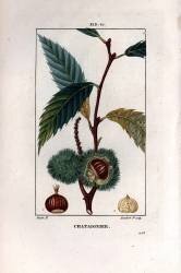 Chataignier (Pierre Jean Francois Turpin) - Muzeo.com