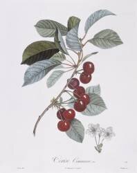 Cherry tree (Pierre Jean Francois Turpin) - Muzeo.com