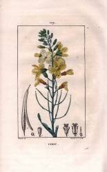 Chou (Pierre Jean Francois Turpin) - Muzeo.com