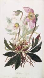 Christmas Rose (William Clark) - Muzeo.com