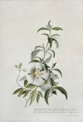 Cistus (Georg Dionysius Ehret) - Muzeo.com