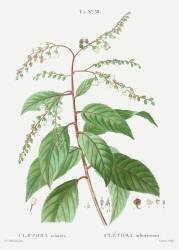 Clethra Arborea (Pierre Joseph Redouté) - Muzeo.com